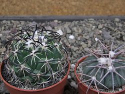 Coryphantha tripugionacantha PP1012 Tepetatita Zac. pot 6,5 cm - 12411908