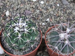 Coryphantha tripugionacantha PP1012 Tepetatita Zac. pot 6,5 cm - 12411909