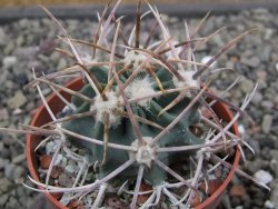 Echinocactus parryi Ciudad Juarez, pot 6,5 cm