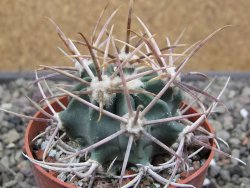 Echinocactus parryi Ciudad Juarez, pot 6,5 cm - 12411911