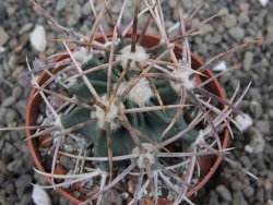 Echinocactus parryi Ciudad Juarez, pot 6,5 cm - 12411912