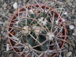 Echinocactus parryi Ciudad Juarez, pot 6,5 cm - 12411913