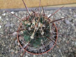 Thelocactus bicolor květináč 8,5 cm - 12411915