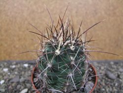 Thelocactus bicolor květináč 8,5 cm