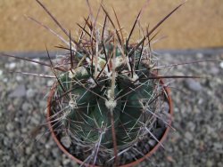 Thelocactus bicolor květináč 8,5 cm - 12411917