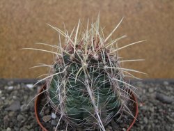 Thelocactus bicolor pailanus květináč 8,5 cm - 12411921