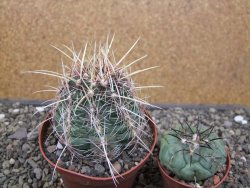 Thelocactus bicolor pailanus květináč 8,5 cm - 12411923