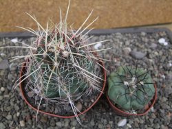 Thelocactus bicolor pailanus květináč 8,5 cm - 12411924