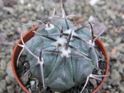 Echinocactus horizonthalonius La Apples, pot 5,5 cm - 12411925