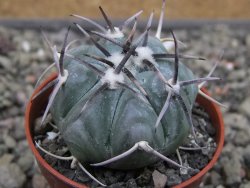 Echinocactus horizonthalonius La Apples, pot 5,5 cm - 12411927