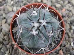 Echinocactus horizonthalonius La Apples, pot 5,5 cm - 12411928