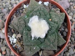 Ariocarpus fissuratus Cuatro Cienegas pot 6,5 cm - 12411929