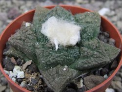 Ariocarpus fissuratus Cuatro Cienegas pot 6,5 cm - 12411931