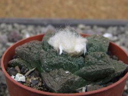 Ariocarpus fissuratus Cuatro Cienegas pot 6,5 cm - 12411932