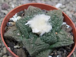 Ariocarpus fissuratus Cuatro Cienegas pot 6,5 cm - 12411933