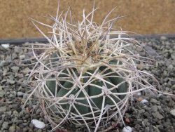 Gymnocalycium cardenasianum JO 193 pot 7 cm - 12411935