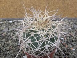 Gymnocalycium cardenasianum JO 193 pot 7 cm - 12411936