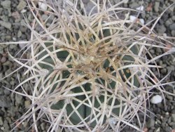 Gymnocalycium cardenasianum JO 193 pot 7 cm - 12411938