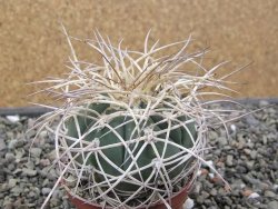 Gymnocalycium cardenasianum JO 193 pot 7 cm - 12411939