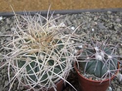 Gymnocalycium cardenasianum JO 193 pot 7 cm - 12411940