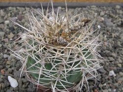 Gymnocalycium cardenasianum JO 193 pot 7 cm - 12411942