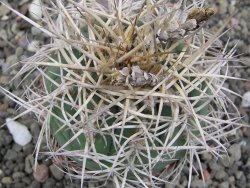 Gymnocalycium cardenasianum JO 193 pot 7 cm - 12411943