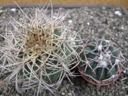 Gymnocalycium cardenasianum JO 193 pot 7 cm - 12411951