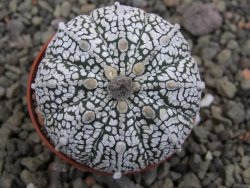 Astrophytum Z Jasenné pot 5,5 cm