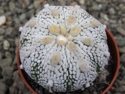 Astrophytum Z Jasenné pot 5,5 cm