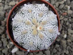 Astrophytum Z Jasenné pot 5,5 cm - 12411958