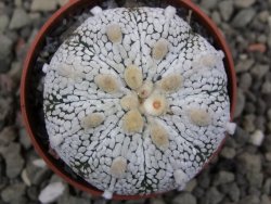 Astrophytum Z Jasenné pot 5,5 cm - 12411959