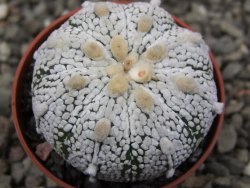Astrophytum Z Jasenné pot 5,5 cm - 12411960