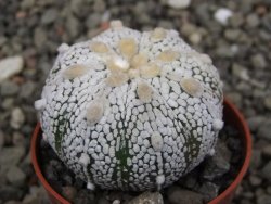 Astrophytum Z Jasenné pot 5,5 cm - 12411961
