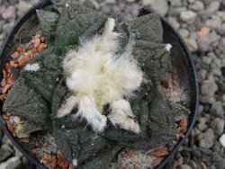 Ariocarpus fissuratus květináč 5,5 cm Cites IA - 12411962