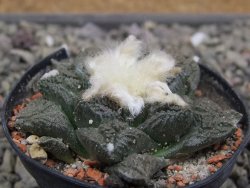 Ariocarpus fissuratus květináč 5,5 cm Cites IA - 12411964