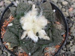 Ariocarpus fissuratus květináč 5,5 cm Cites IA - 12411966