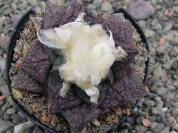 Ariocarpus fissuratus květináč 5,5 cm Cites IA - 12411969