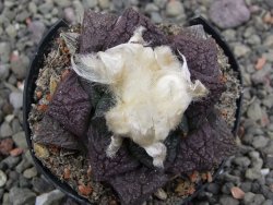 Ariocarpus fissuratus květináč 5,5 cm Cites IA - 12411970