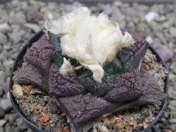 Ariocarpus fissuratus květináč 5,5 cm Cites IA