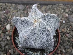Astrophytum Onzuko X ornatum pot 6,5 cm