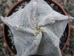 Astrophytum Onzuko X ornatum pot 6,5 cm - 12411976