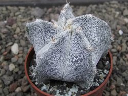 Astrophytum Onzuko X ornatum pot 6,5 cm - 12411977