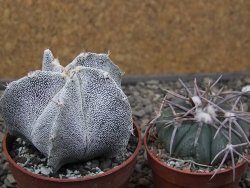 Astrophytum Onzuko X ornatum pot 6,5 cm - 12411979