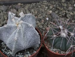 Astrophytum Onzuko X ornatum pot 6,5 cm - 12411980