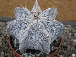 Astrophytum Onzuko X ornatum pot 6,5 cm