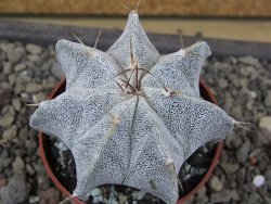 Astrophytum Onzuko X ornatum pot 6,5 cm - 12411982