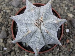 Astrophytum Onzuko X ornatum pot 6,5 cm - 12411983