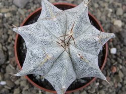 Astrophytum Onzuko X ornatum pot 6,5 cm - 12411984