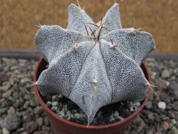 Astrophytum Onzuko X ornatum pot 6,5 cm - 12411985