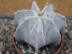 Astrophytum Onzuko X ornatum pot 6,5 cm - 12411986